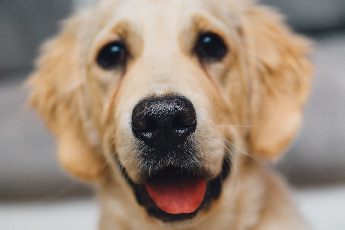 Dogs can PERFECTLY detect cancer by sniffing bandages … works better than lab equipment